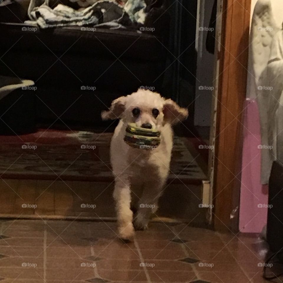 Dog With Toy Hamburger🍔 In His Mouth

My dog, after he eats, has to have this hamburger that's a soft squeaky toy! 🍔
He runs around with it and I got a good pic as he came around the corner!