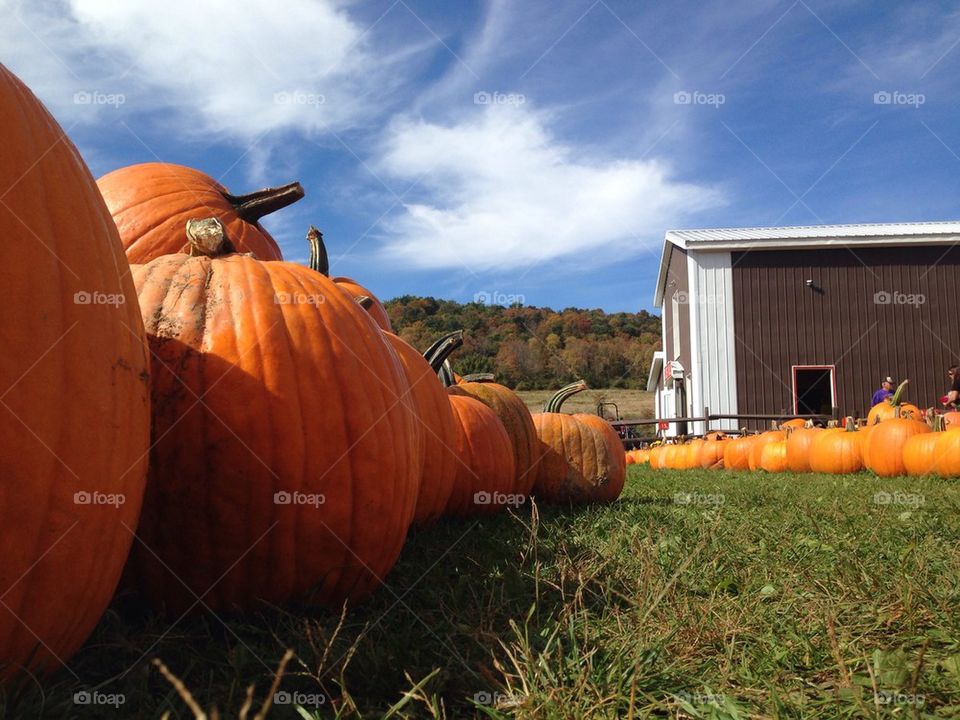 View of pumpkins in raw