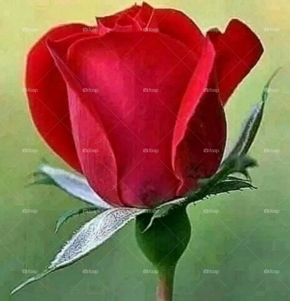 most beautiful and attractive flowers in the garden.