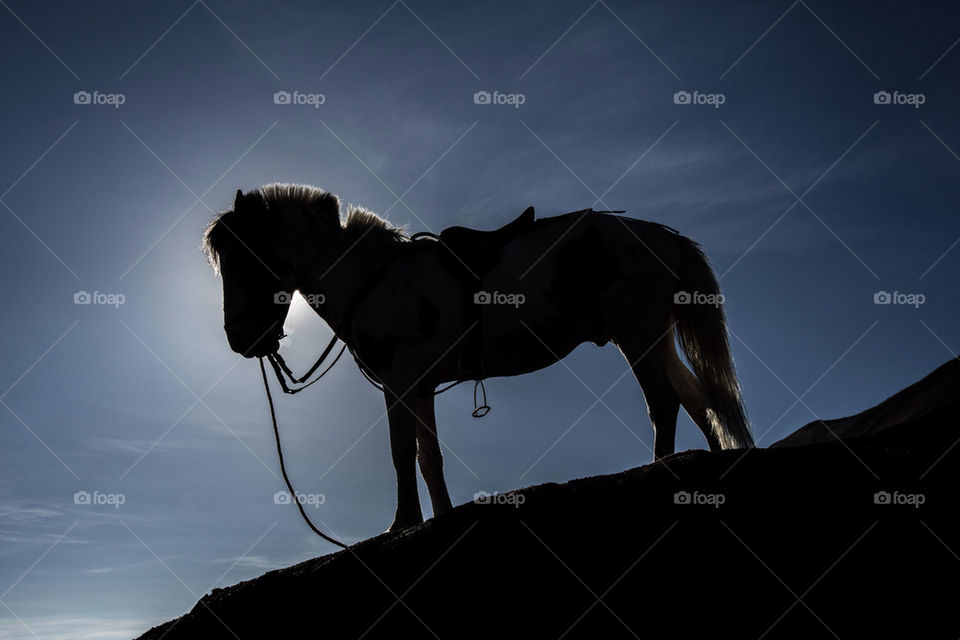 Horse silhouette on mount bromo