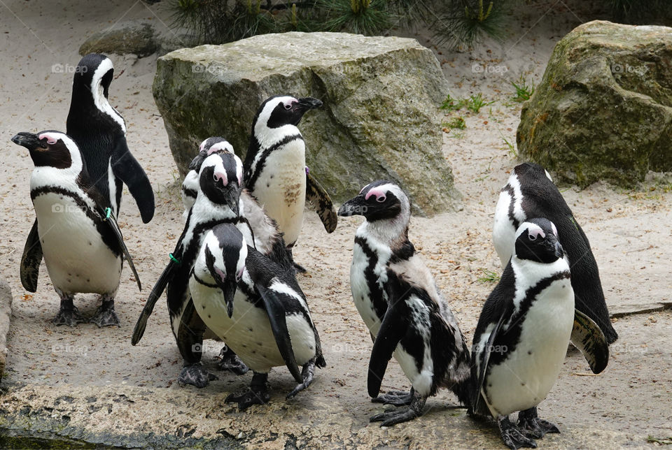 Black-Footed Penguins.