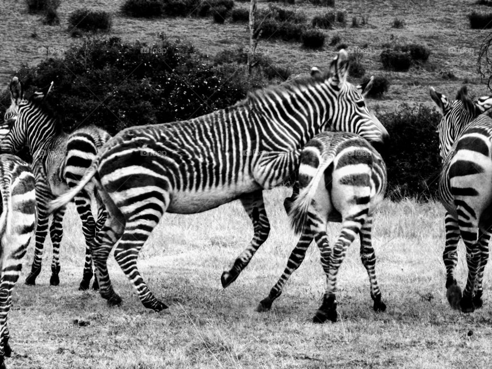 Playful Zebras. S Africa 