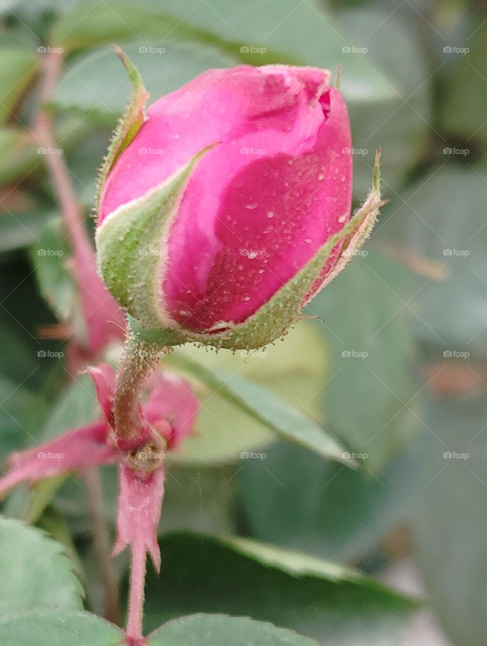 rose flower seasonal fresh shurb small size looks very beautiful generally found everywhere