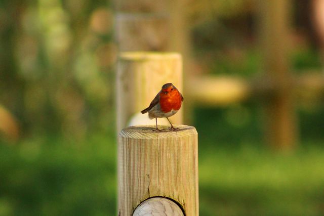 little robin