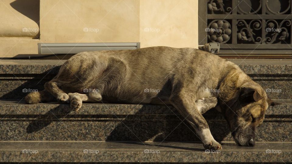 Street dog taking a rest