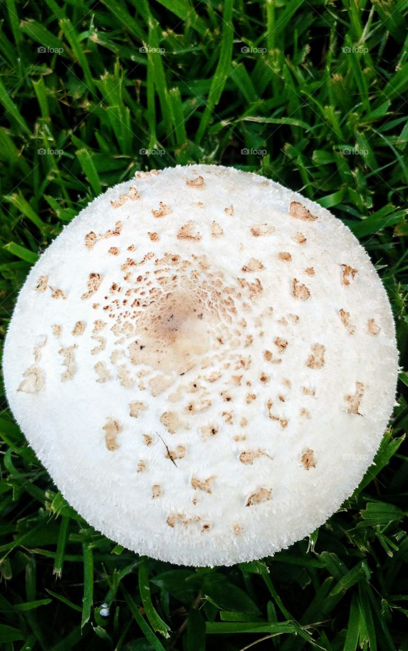 Mushroom