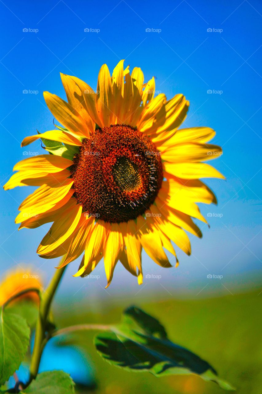 sunflower