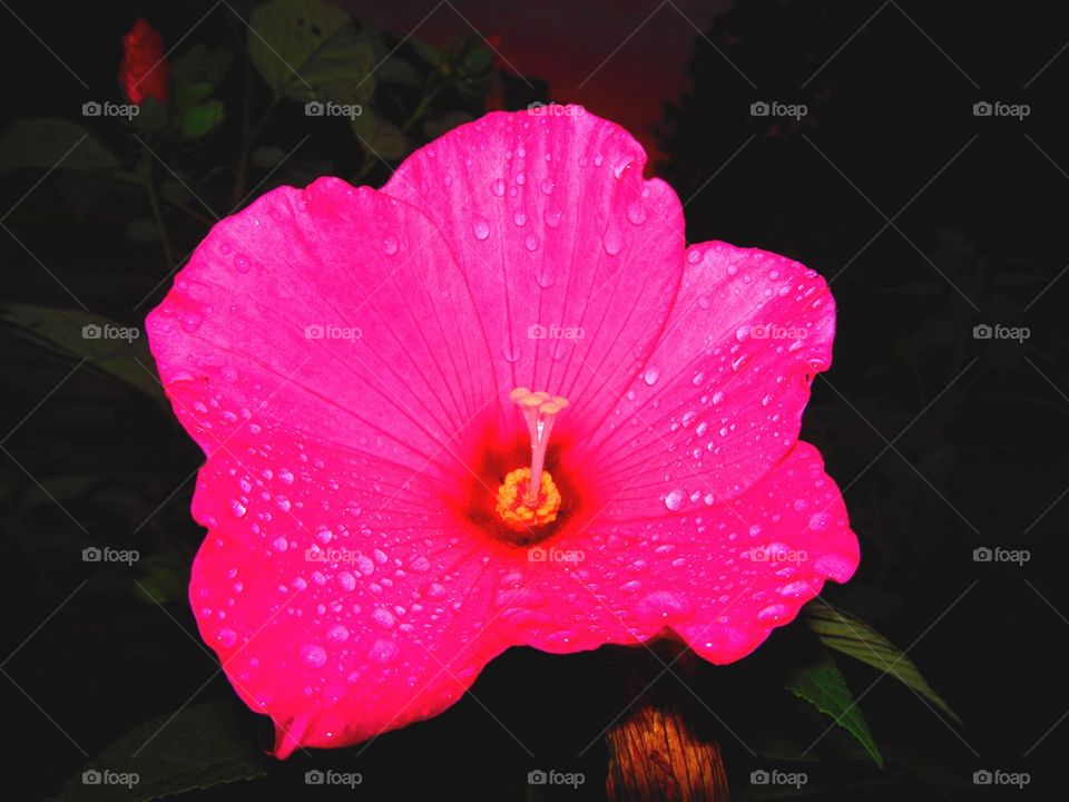 Late summer pink flower from shenanngo township Pennsylvania 