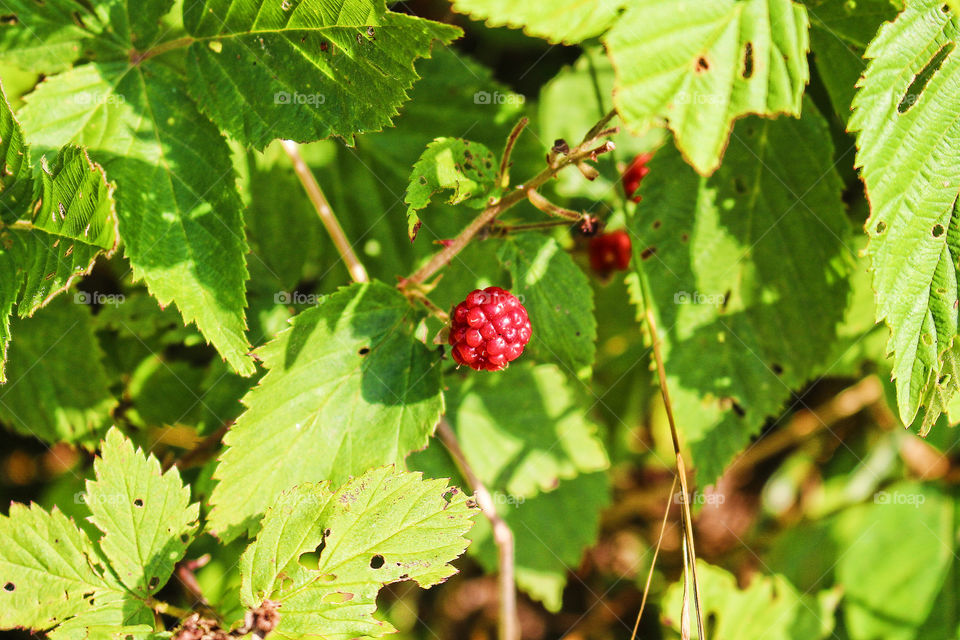 Raspberry growing on plant