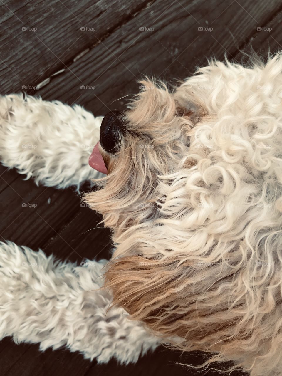 Cavoodle puppy relaxing on the deck
