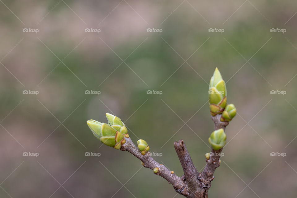 New green leaves and buds on the branch.