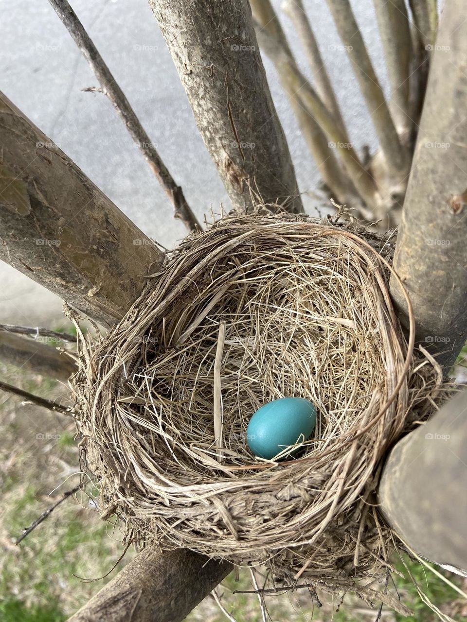 Blue bird egg and nest