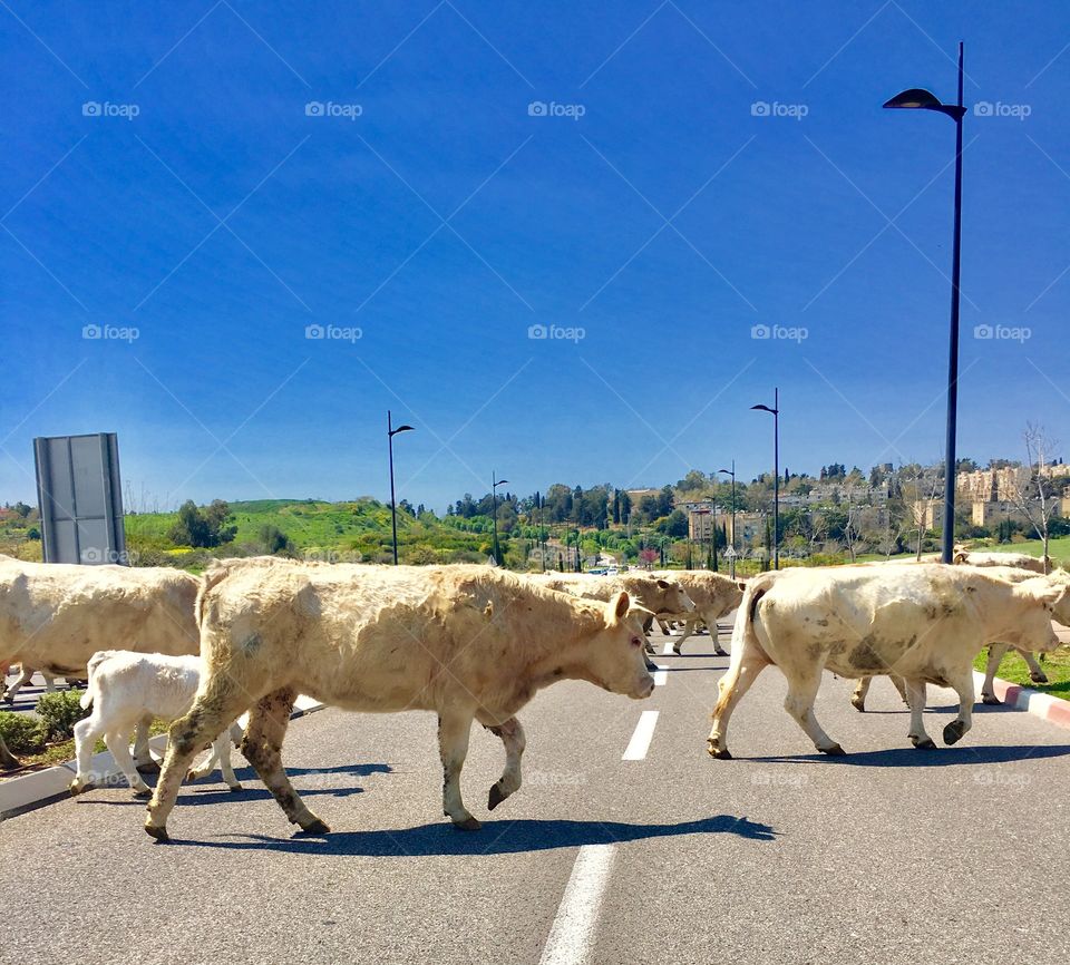 Cow on the road