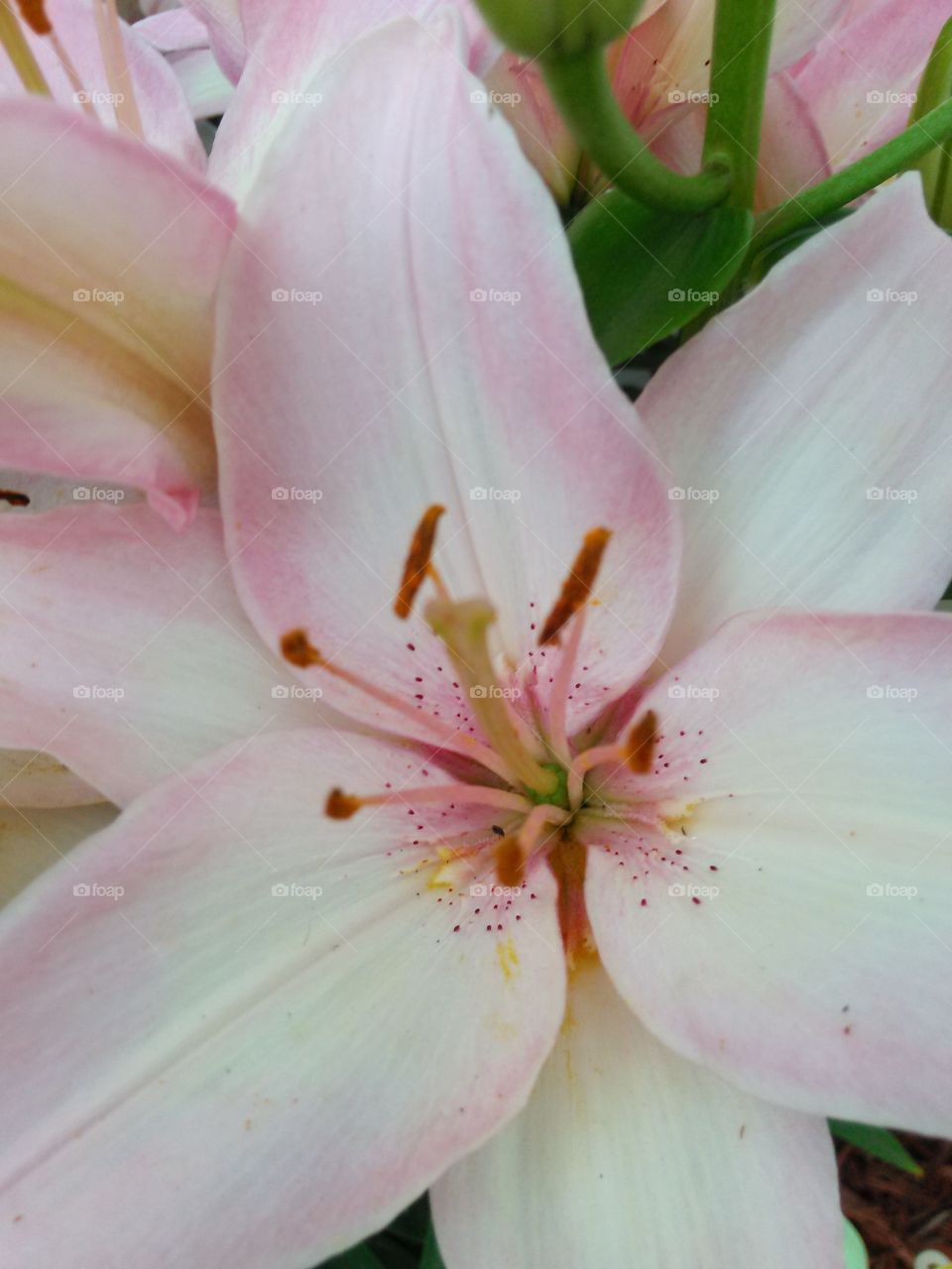 Pastel Lily. pink and white lily in full bloom in the garden 