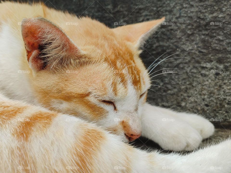 orange cat