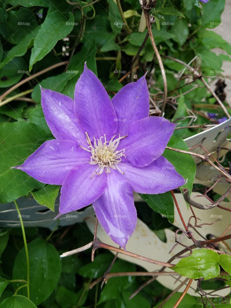 star shaped purple flower