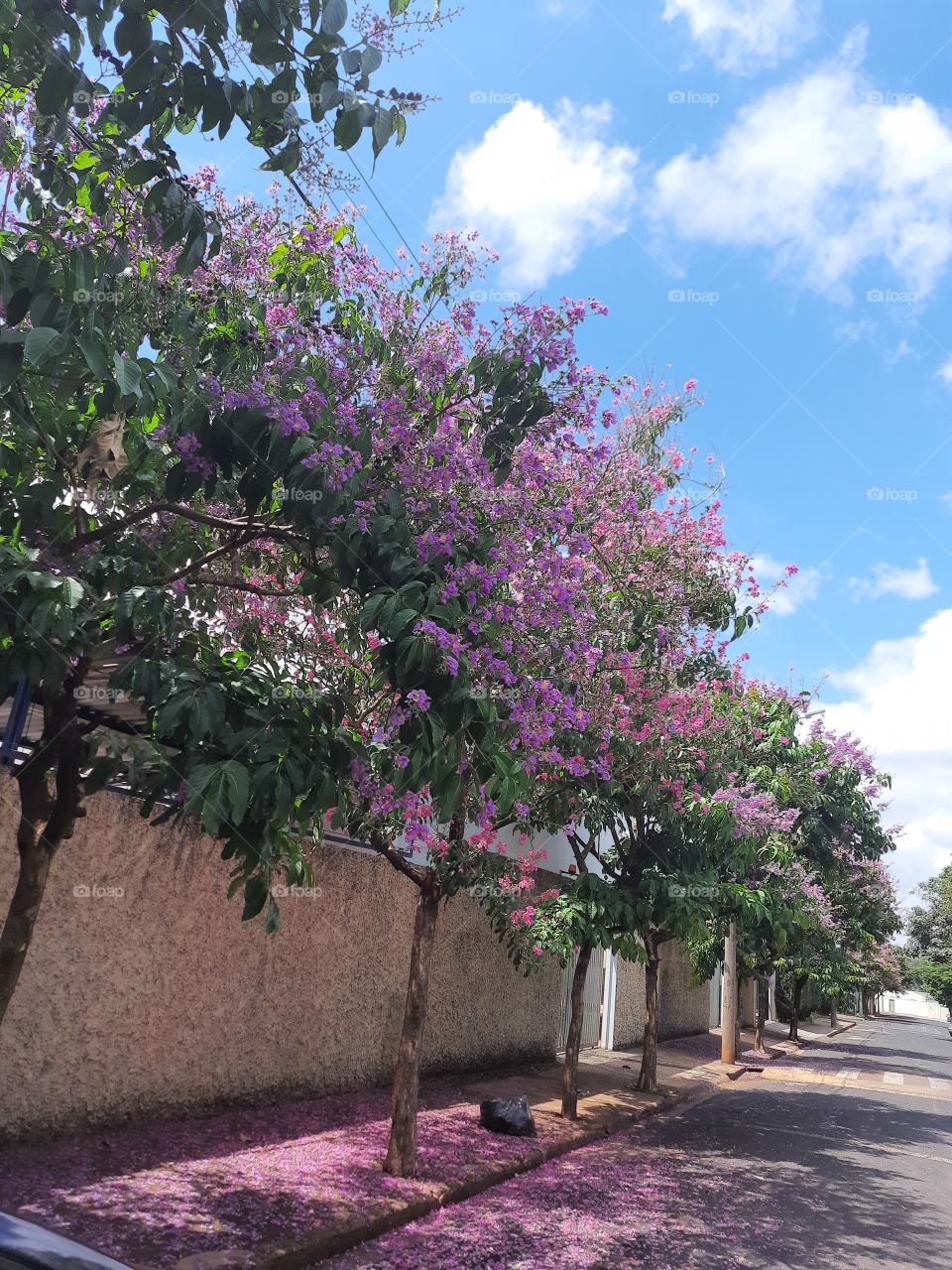 trees with pink flowers
