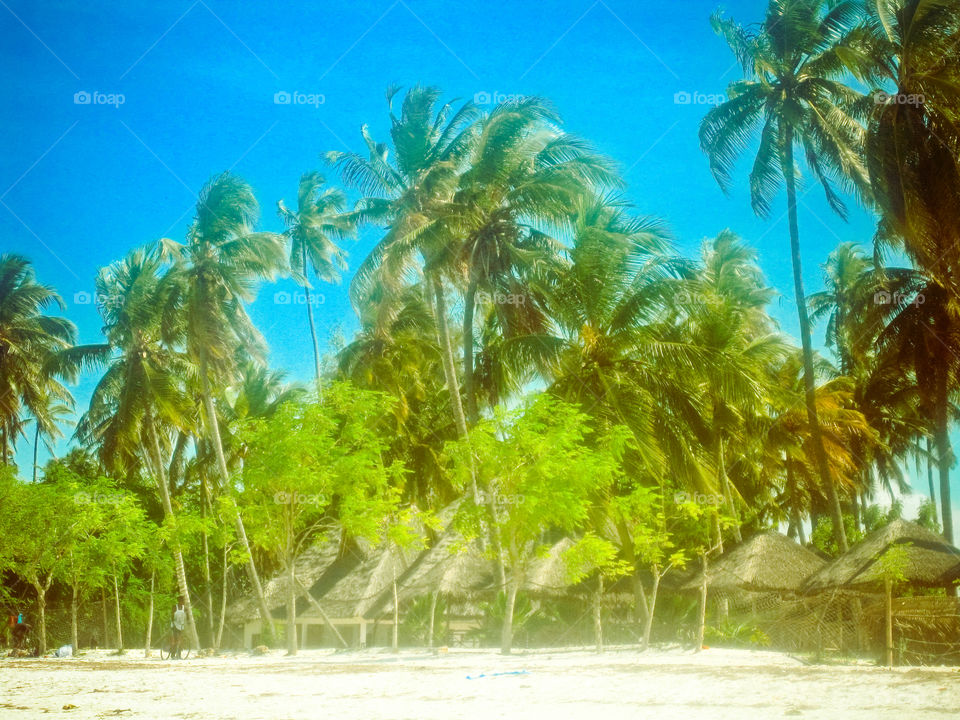 palm trees 🌴 🌴 🌴 