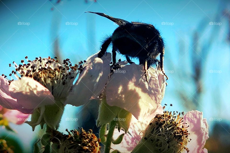 bee on blackberry