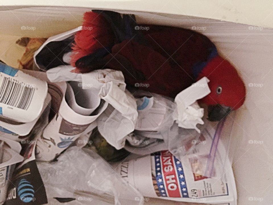 Dumpster diving parrot
