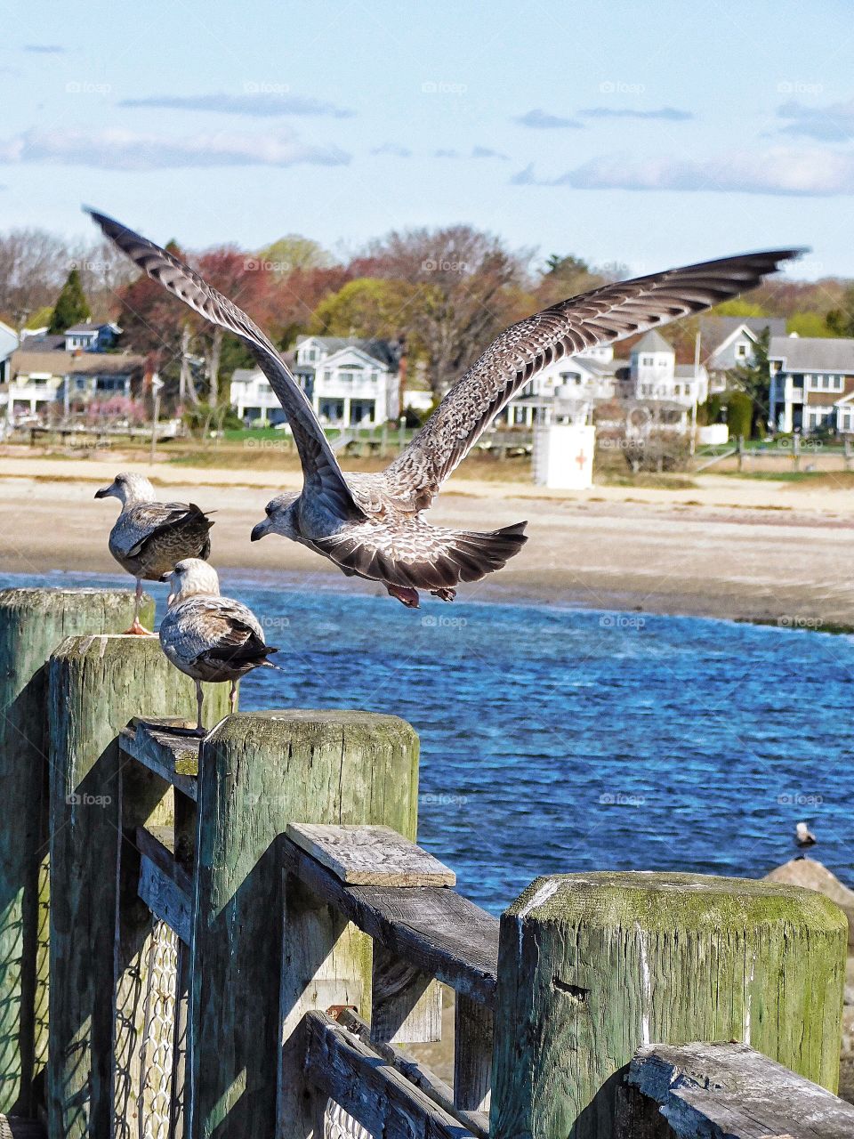 Seagulls at Gulf Beach 