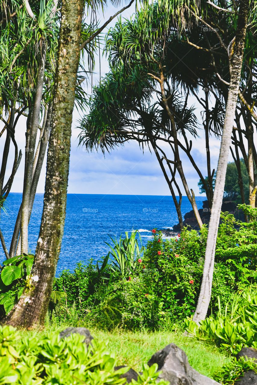 The lush landscape on the east side of the Big Island of Hawaii