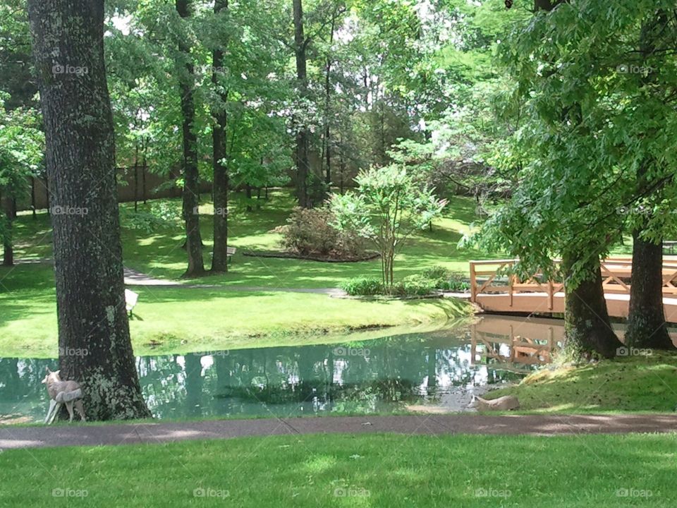 Lush Park 1. A beautiful park with a lake and bridge.
