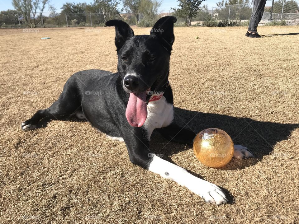 Dog and his ball