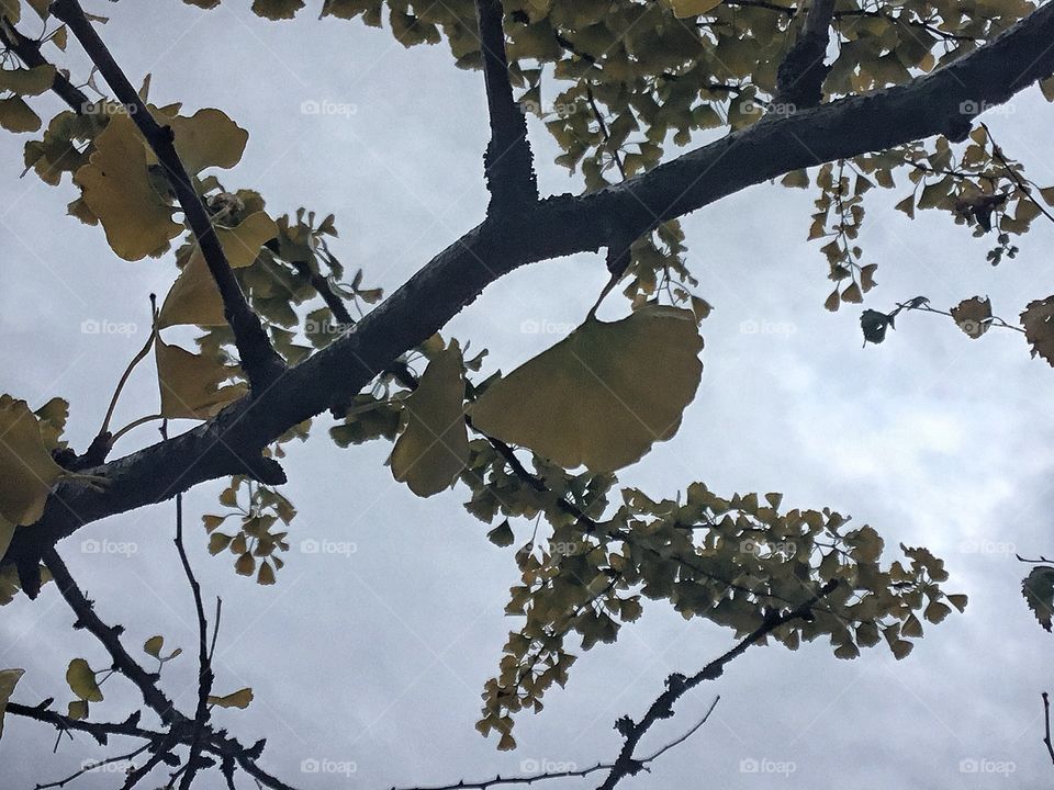 Ginko ...one of my all time favorite...color changes don’t matter