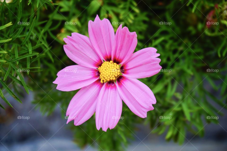 Pink cosmos flower blooming outdoors