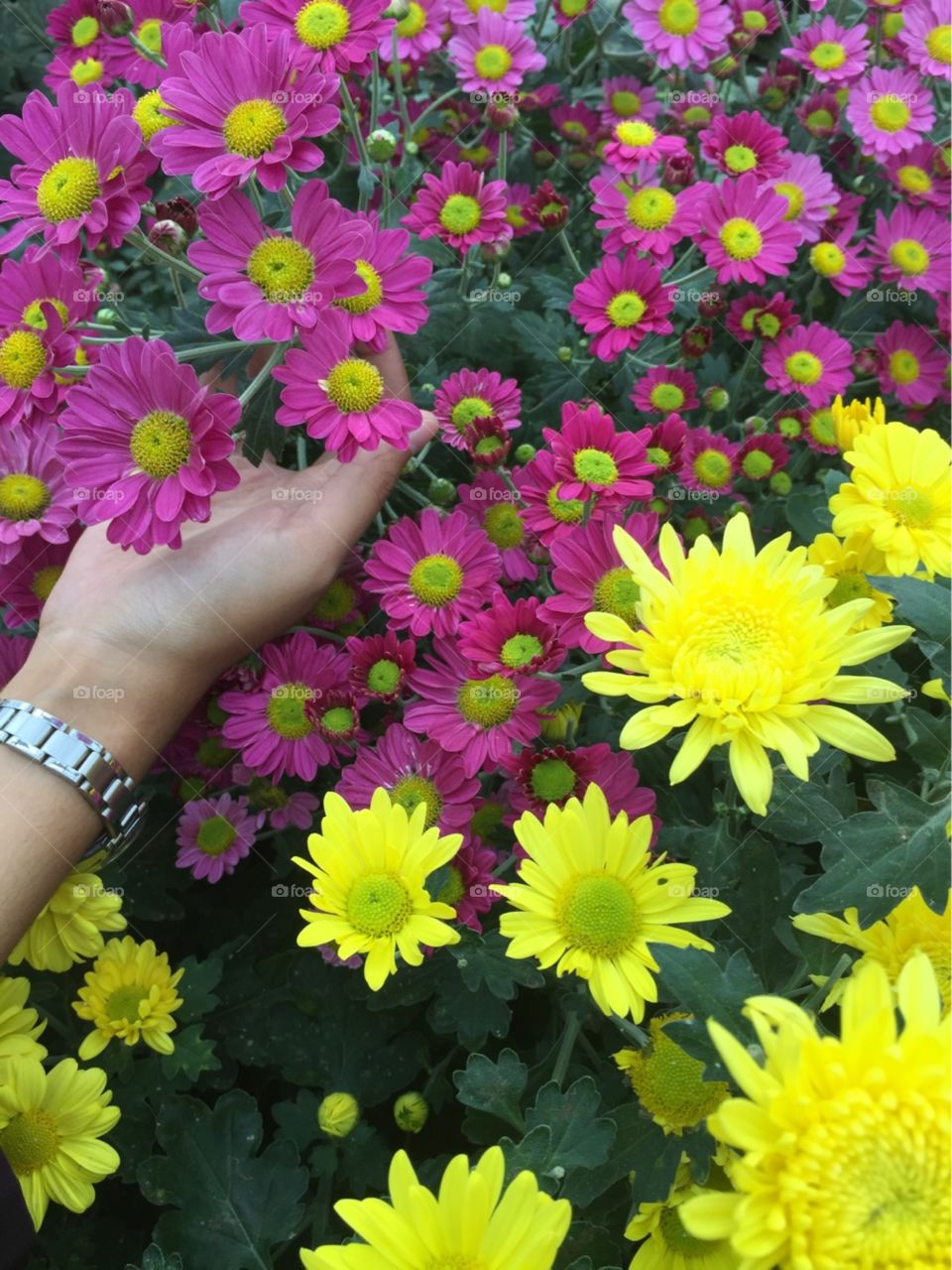 chrysanthemum flower