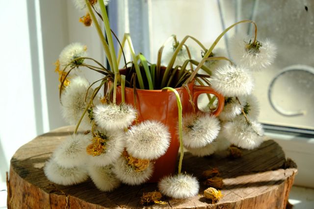 Withered dandelion flowers in a mug stand in the sun