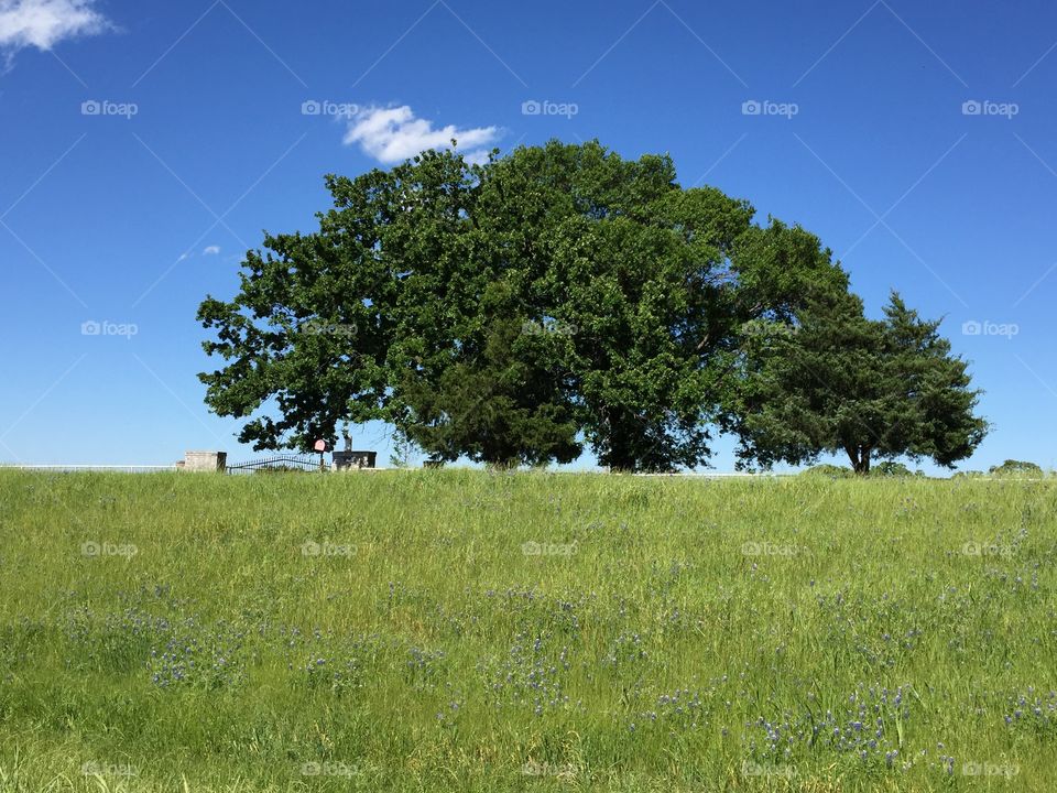 Texas Bluebonnets