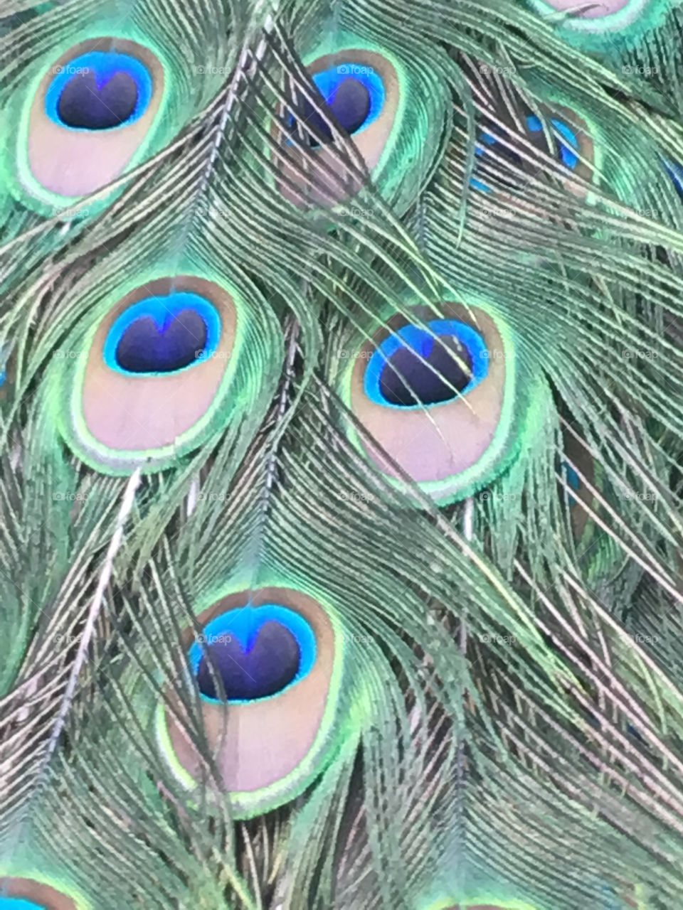 Peacock feathers up close-Mexico