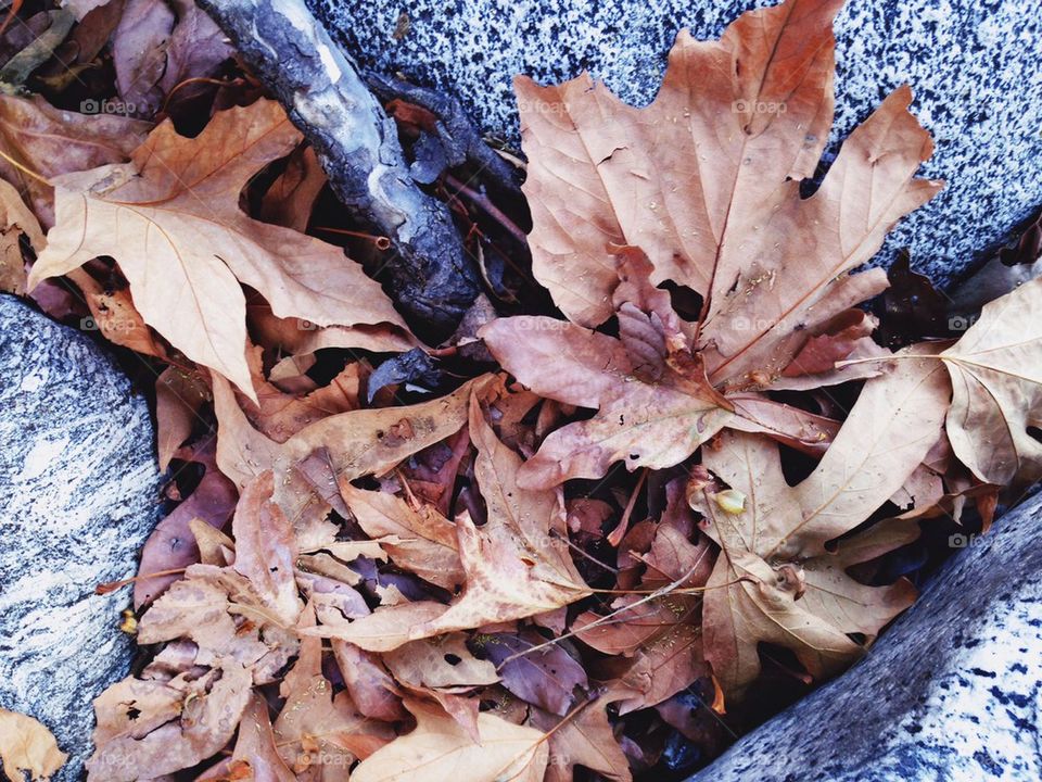 Dry fallen leaves on rocks