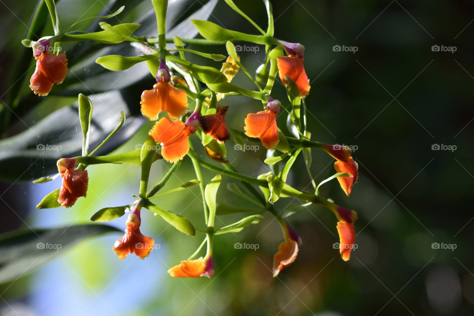 Green and orange orchid