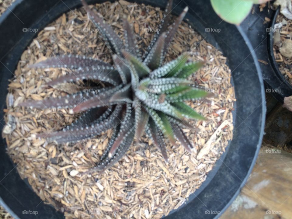 kaktus tanduk
