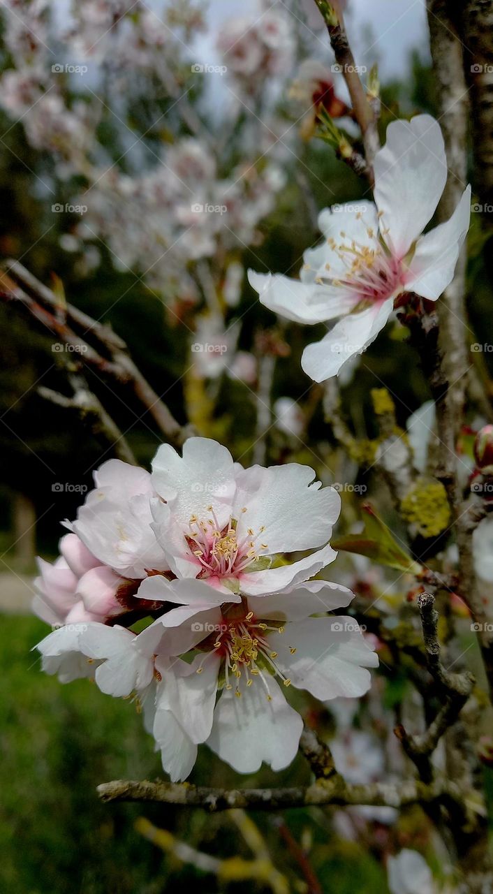 Almond tree