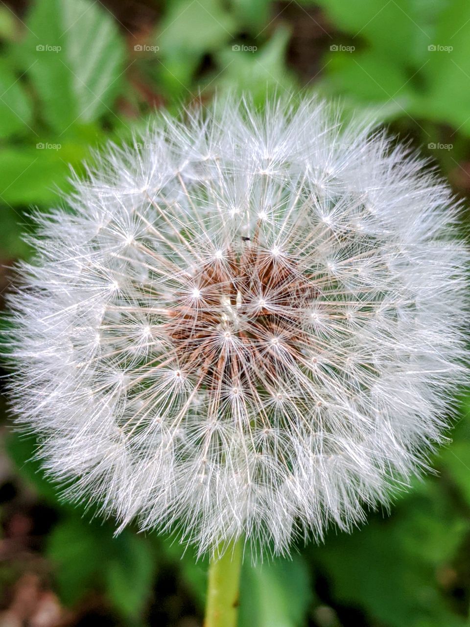 White dandelion seedhead against green background