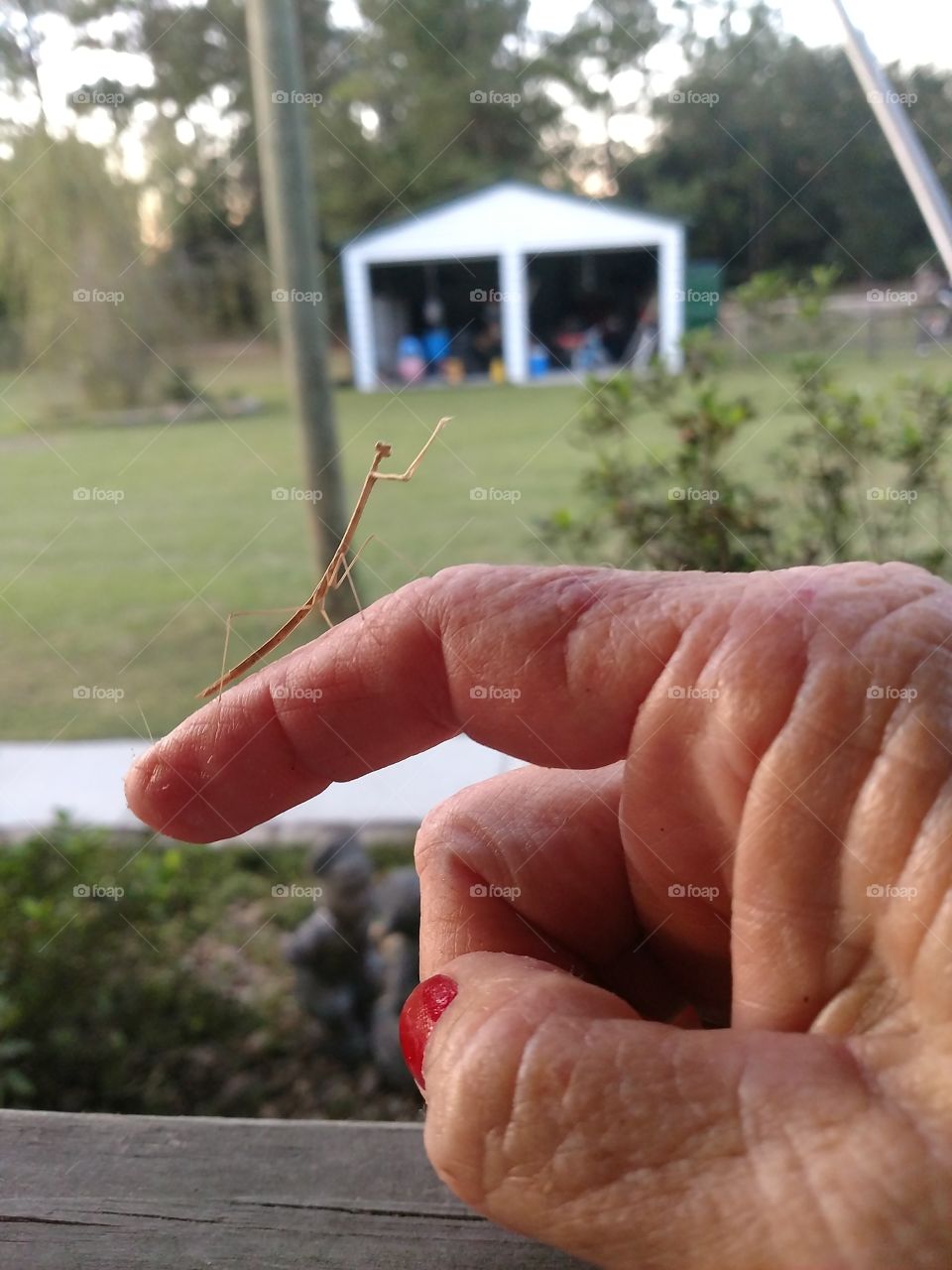 praying mantis, bug, wildlife, outside, cute, life,