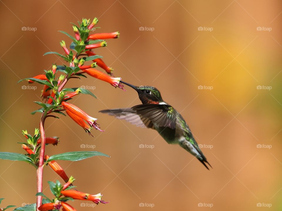 ruby-throated hummingbird  (male)