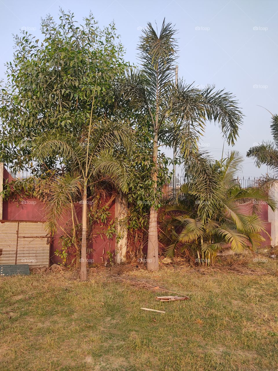 Beautiful😍 trees🌲🌳🌴