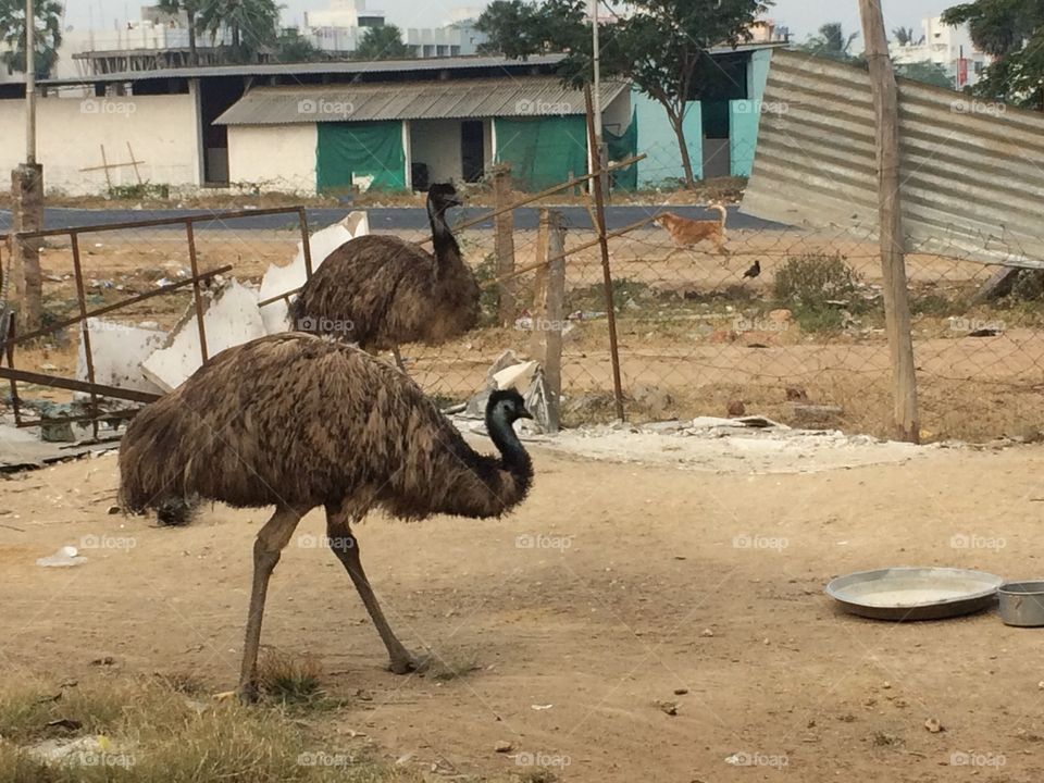 Ostrich In the backyard