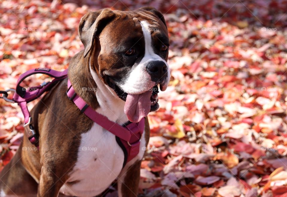 Boxer in the fall 