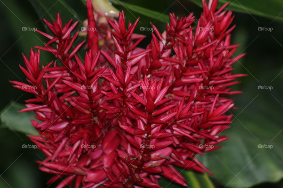Red spiked plant