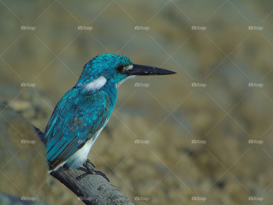 Small blue kingfisher . Awaiting fish movement shown for along the day . Species one of cerulean blue kingfisher stay cool , when the times bring a chance for to be a predator of little fish , and pleased kind of mollusc, and others of organism .