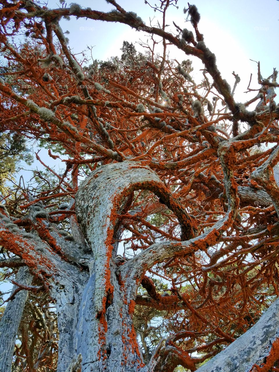 Cypress Point