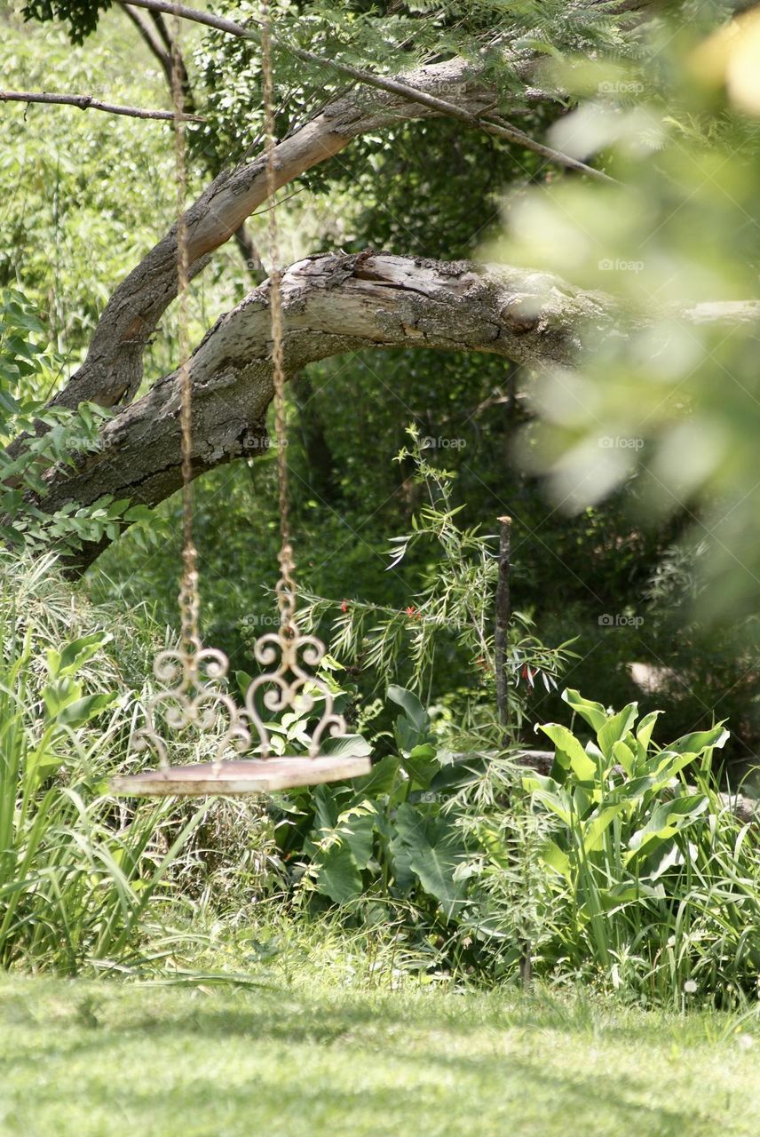 A swing in a forest 