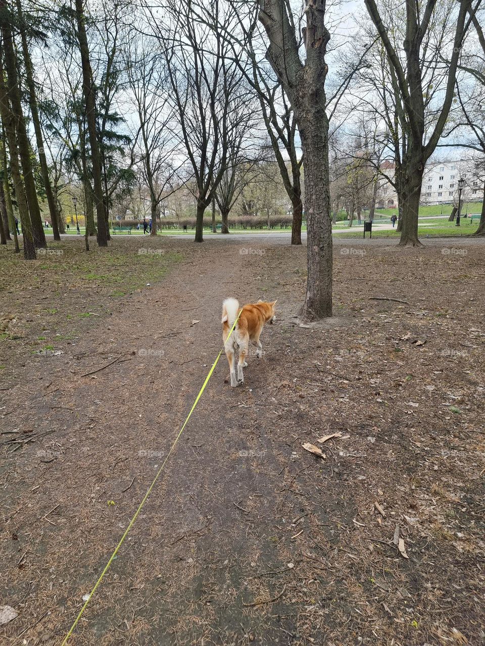 dog on the walk