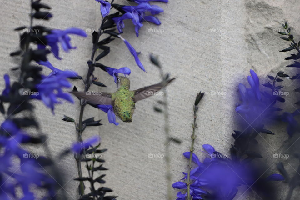 Hummingbird sucking raindrops on the purple flowers by the stone wall